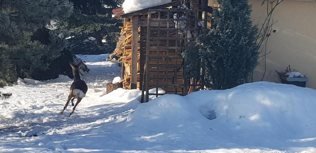 Gilowice  Dom Grabowa Z Sauna I Podgrzewanym Basenem מראה חיצוני תמונה